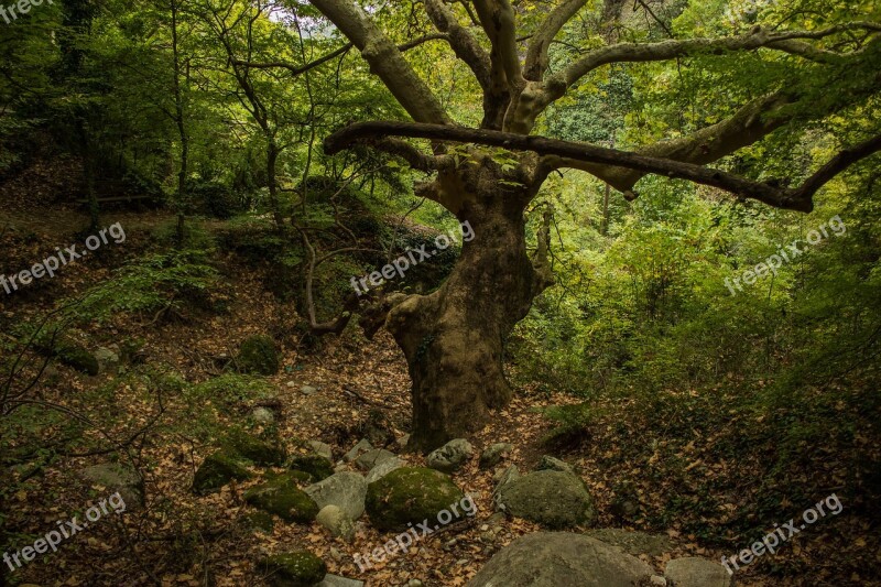 Beautiful Beauty Big Branch Empty