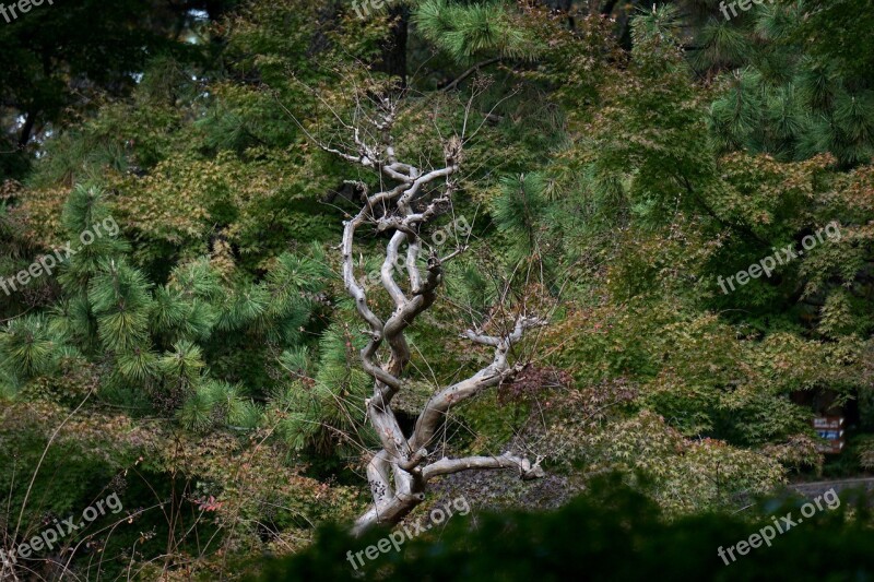 Tokyo Park Tree Japanese Autumn