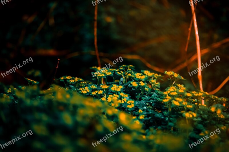 Fern Nature Green Plants Leaves