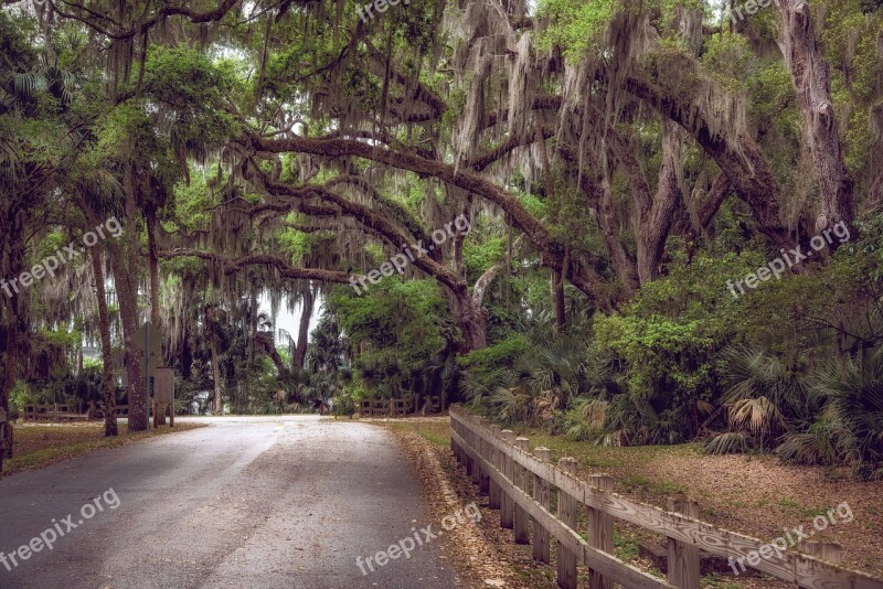 Moss Trees Canopy Florida Nature