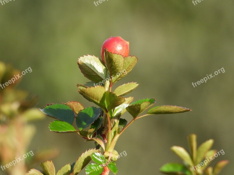 Rose Flower Rose Bush Green Garden