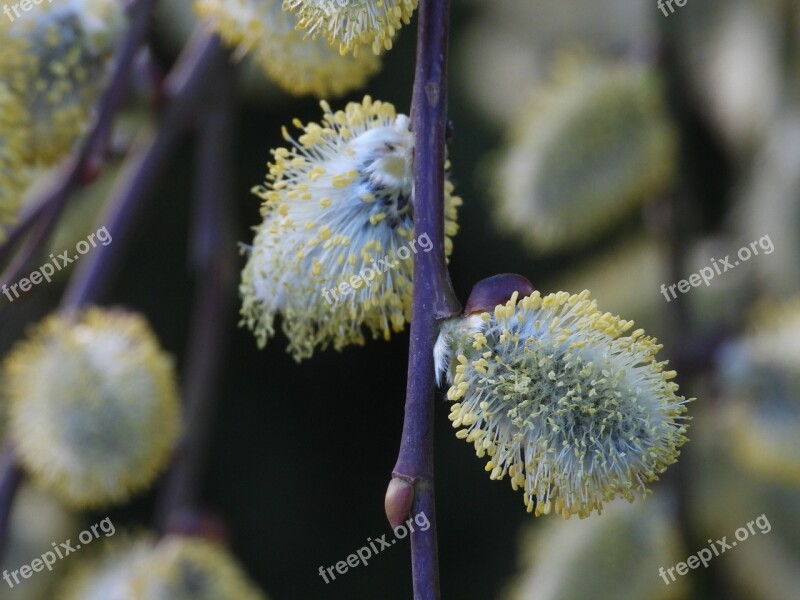 Willow The Basis Of Menopause Spring Tree