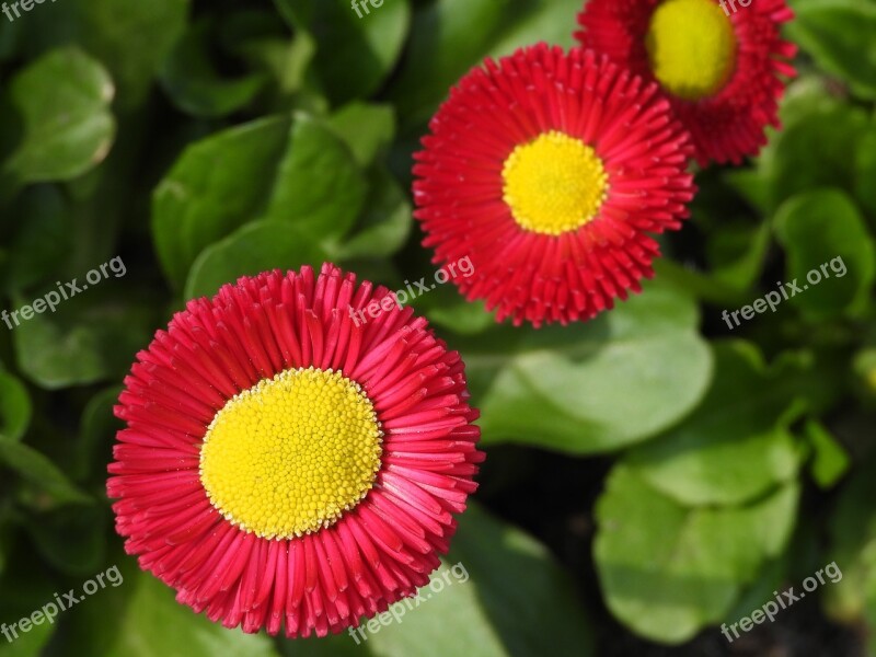 Daisy Flowers Potted Spring Red