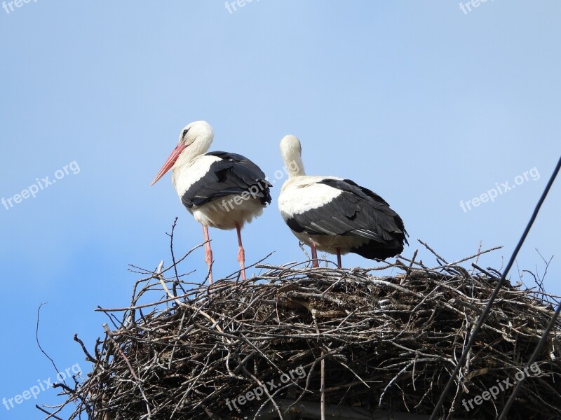 Storks Crow's Nest Stork Bird Figure