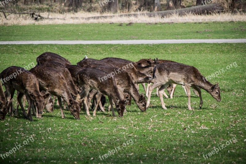 Fallow Deer Herd Wild Feast Park