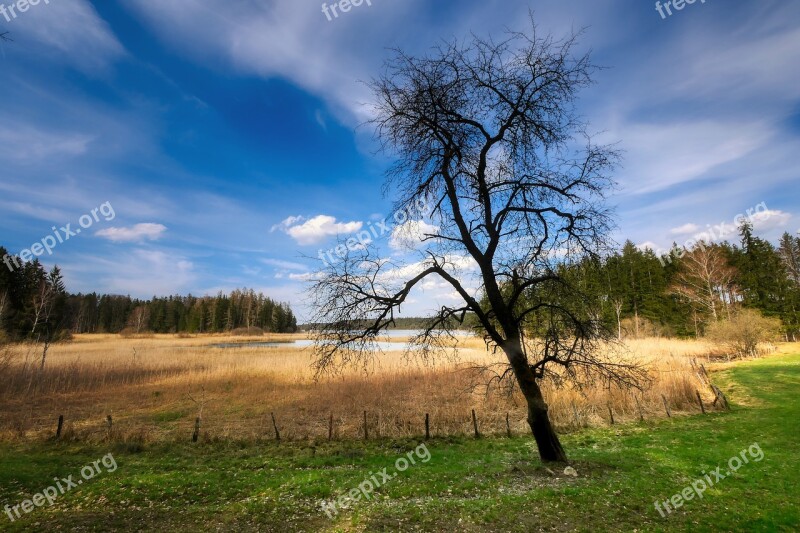 Tree Glade Forest Landscape Meadow