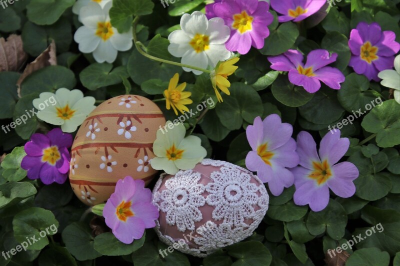 Spring Flowers Prymule Easter Easter Eggs Meadow