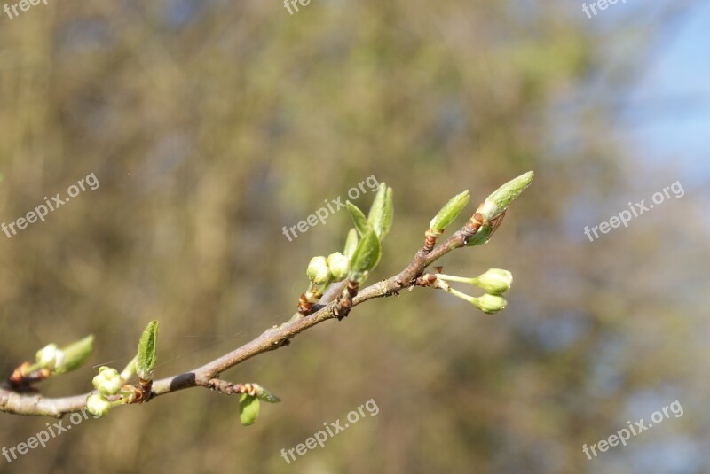 Buds Nature Spring Garden Green