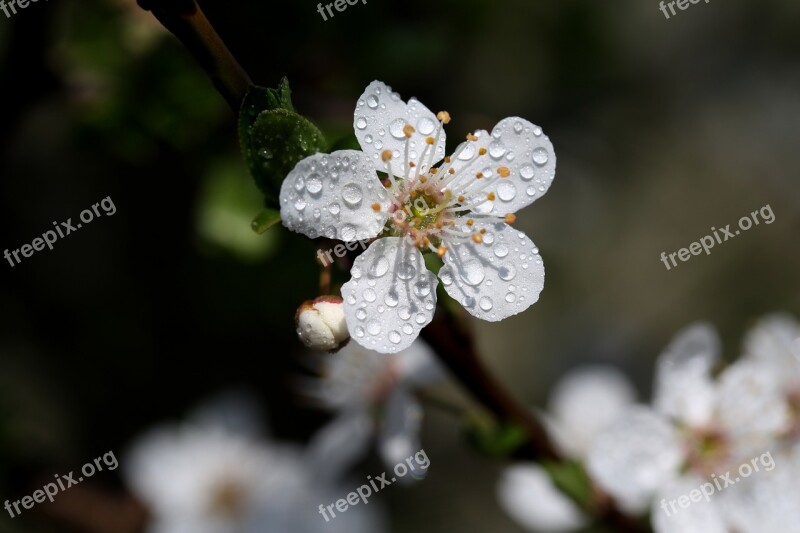 Flower White Casey Tree Spring