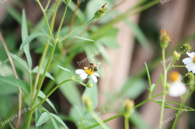 Bees Leaf Zoom Nature Green