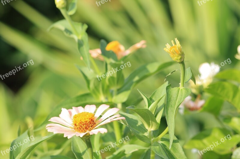 Flower Green Plant Nature Leaf