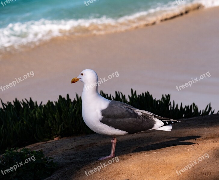 Bird Gull Peace Standing Bird Free Photos