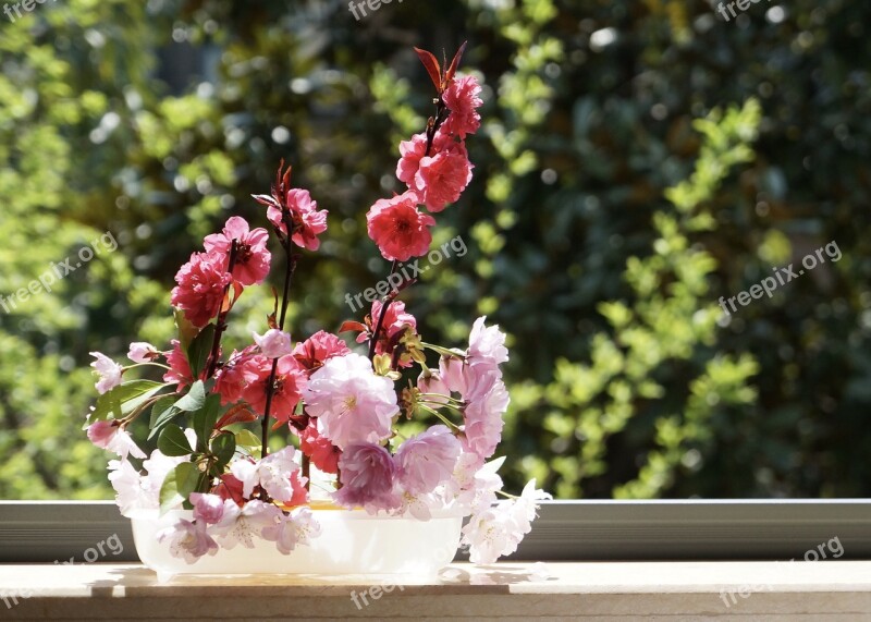 Flower Spring Cherry Blossom Flower Arrangement Window Sill