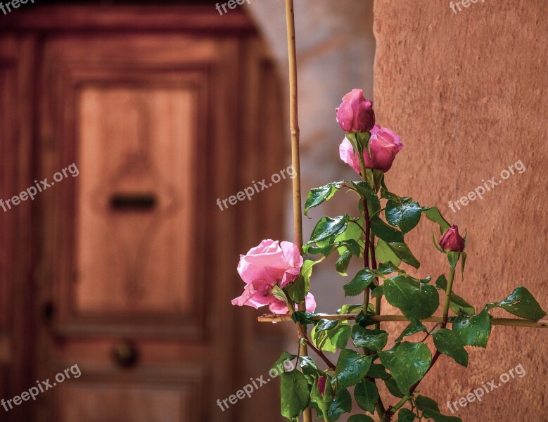 Rosebush Roses Rose Flowers Pink