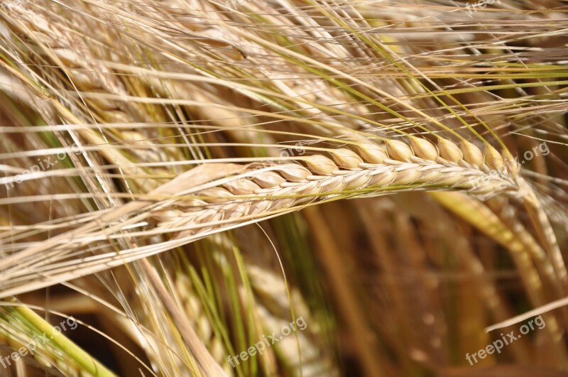 Honor Grain Cereals Barley Field Barley