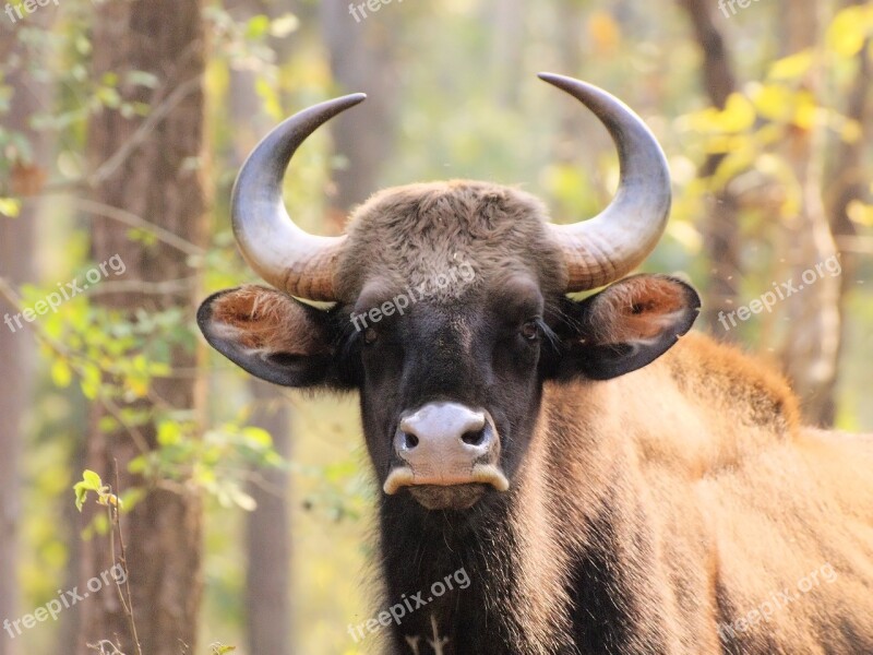 Portrait Head Horns Animal Wildlife