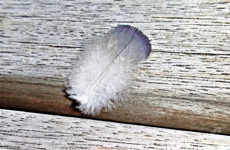 Feather Down Bird Feather White Grey