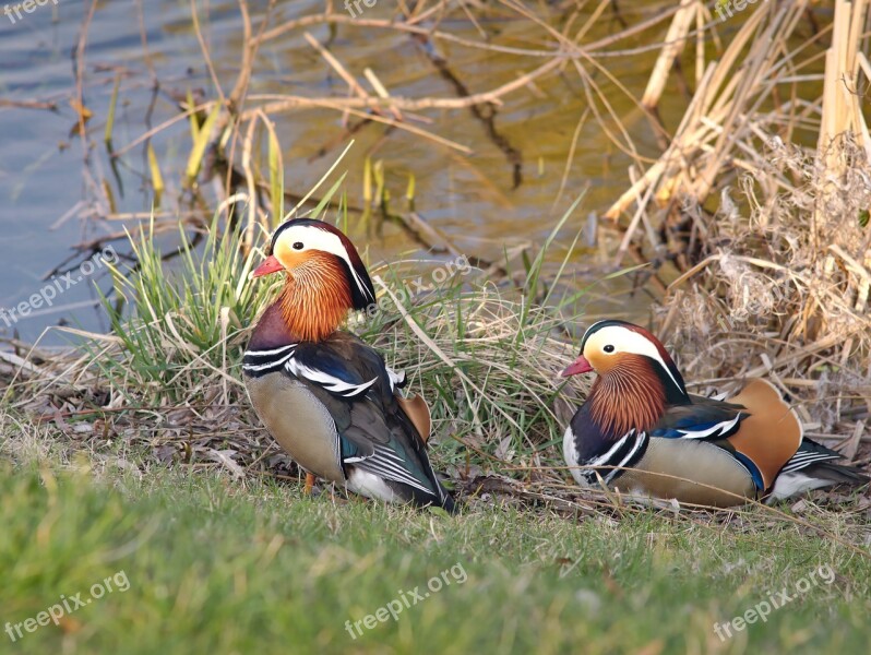 Mandarin Duck Bird Asia China