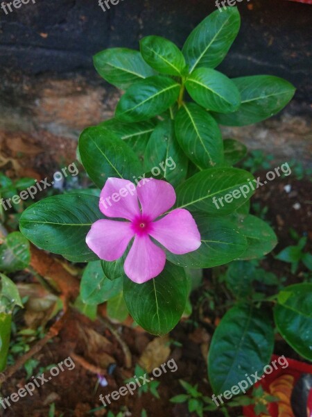 Flower Beauty Green Farm Garden