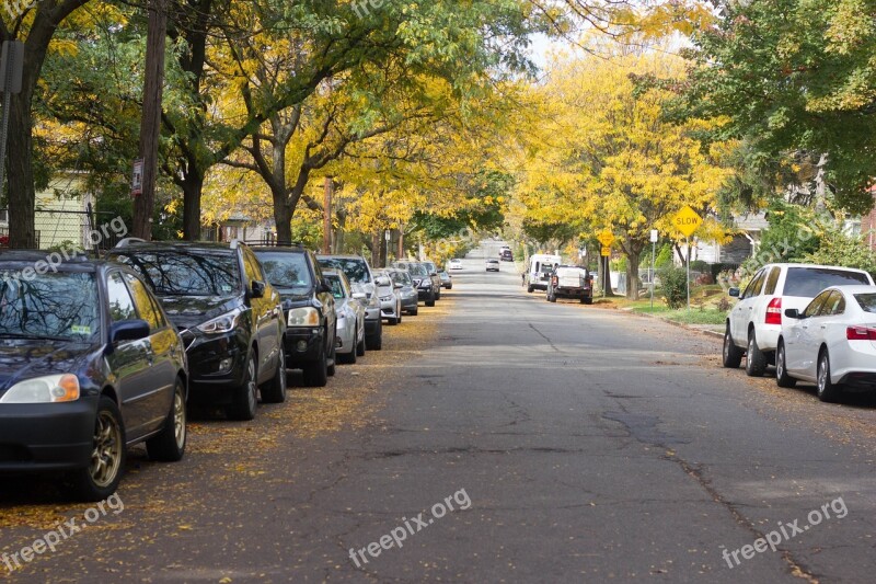 New Jersey Autumn Fall Trees