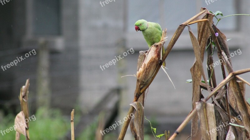 Parrot Birds Green Parrot Animal Free Photos