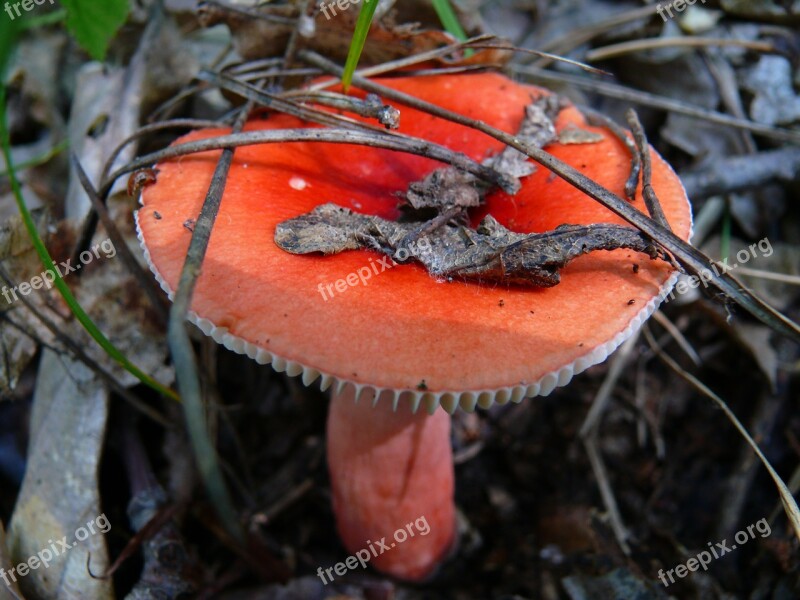 Mushroom Mushrooms Russula Autumn Nature