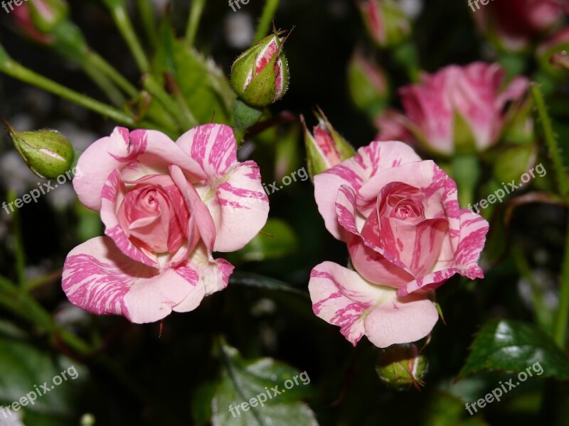 Roses Flowers Rose Flower Pink