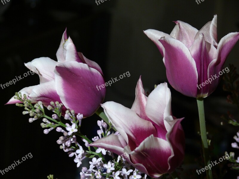 A Bouquet Of Tulips Tulips Spring Postcard Flowers