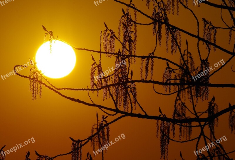 Sun Light Tree Branch Mood