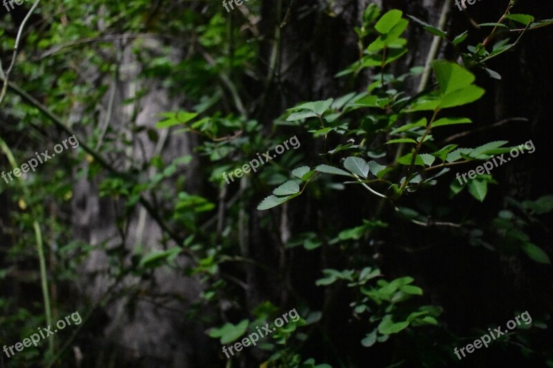 Vine Wound Trees Cliff Rock Wall