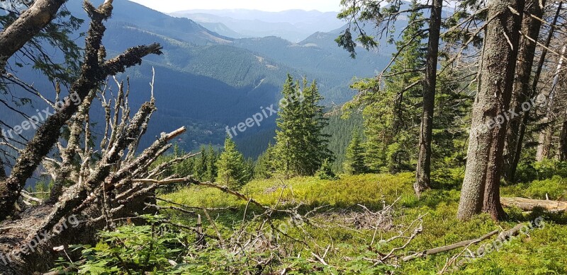 Forest Slovakia Green Nature Trees