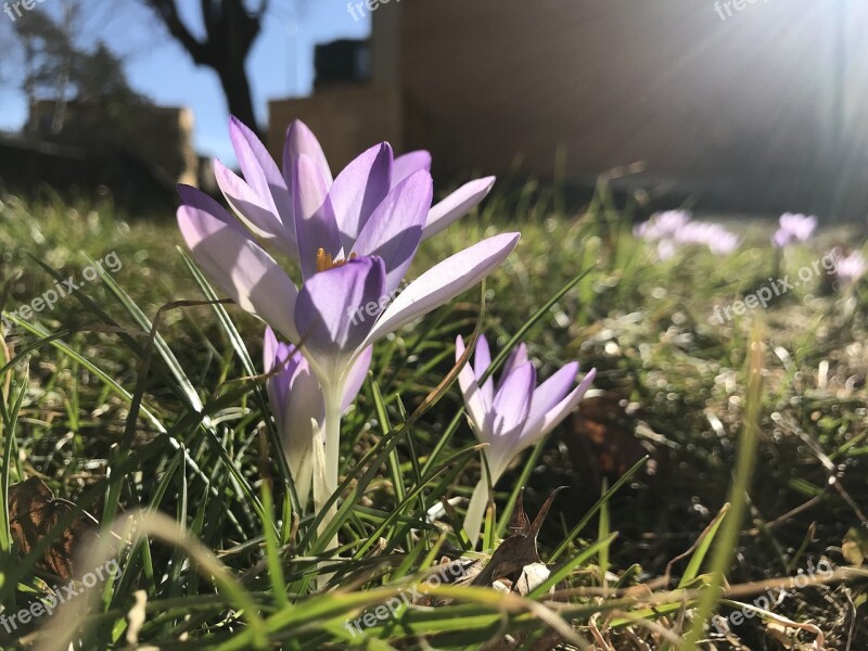 Flower Spring Sunshine Nature Grass