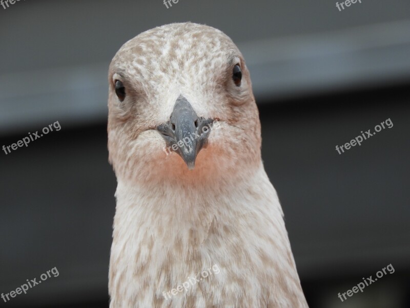 Seagull Bird Animal Nature Free Photos