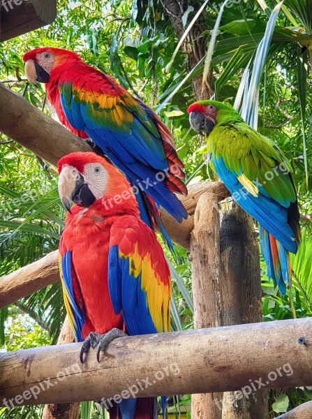 Parrot Bird Jungle Ara Nature