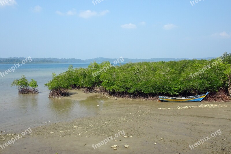 Sea Coast Mangroves Nature Tropical