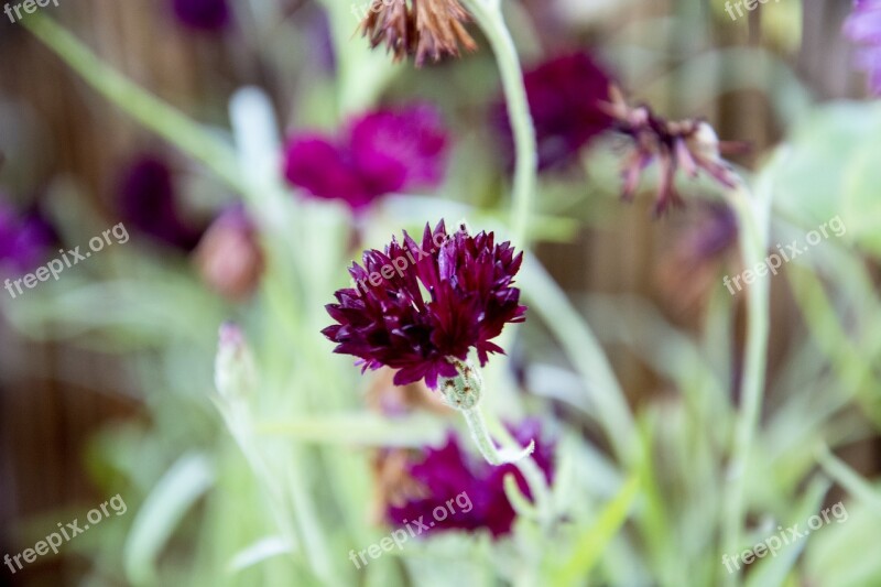 Flora Flower Nature Purple Blossom