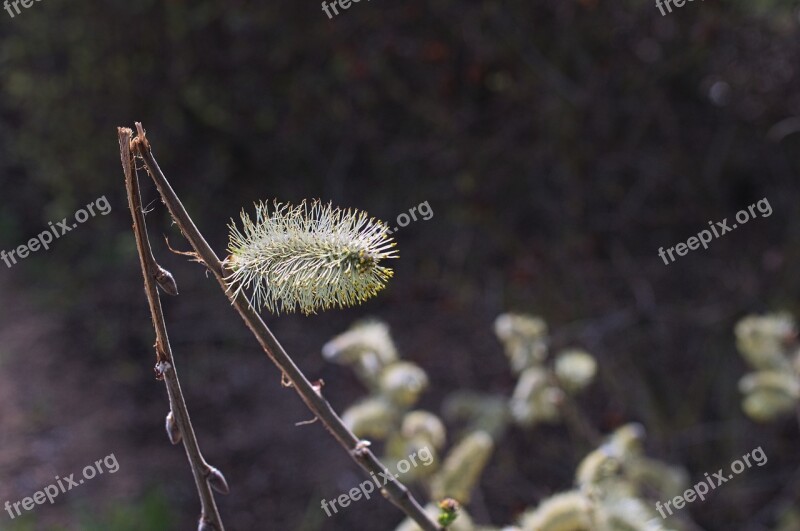 Willow Kätzschen Pasture Bush Willow Catkin Blossom