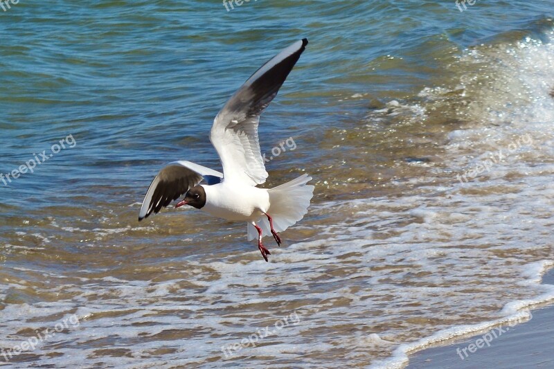 Baltic Sea Seagull Water Bird Maritime Coast