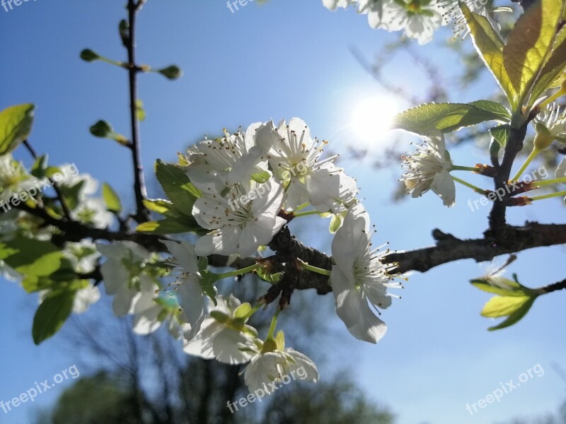 Flowers Sun Sky Leafs Branches