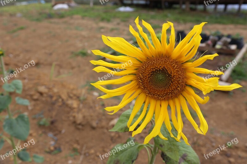 Sunflower Flower Bloom Yellow Summer