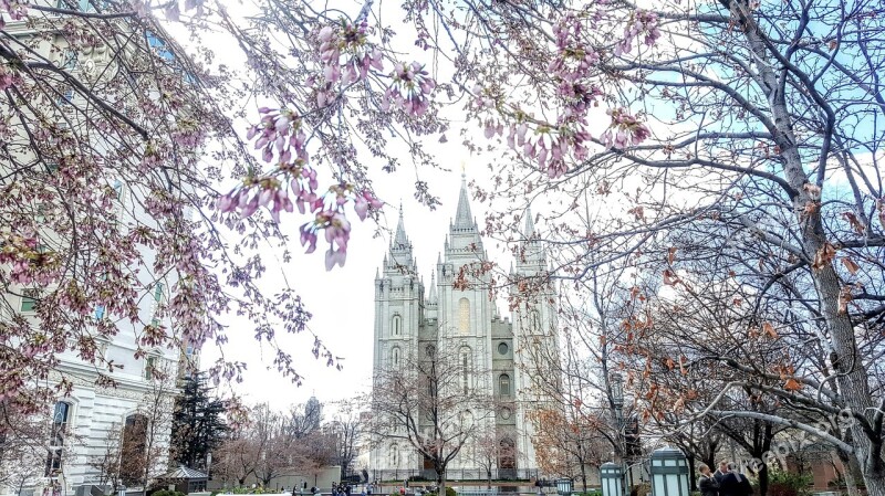 Salt Lake City Temple Spring Blossoms Church Of Jesus Christ