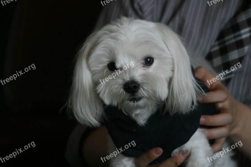 Puppy Pets Dog Maltese Free Photos