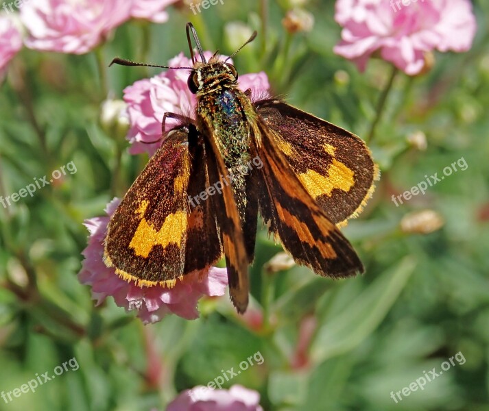 Butterfly Insect Flowers Garden Nature