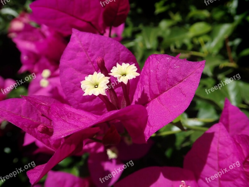 Bogainvillea Flower Climber Tropical Garden