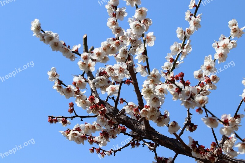 Pear Tree Flowers Spring Nature Wood