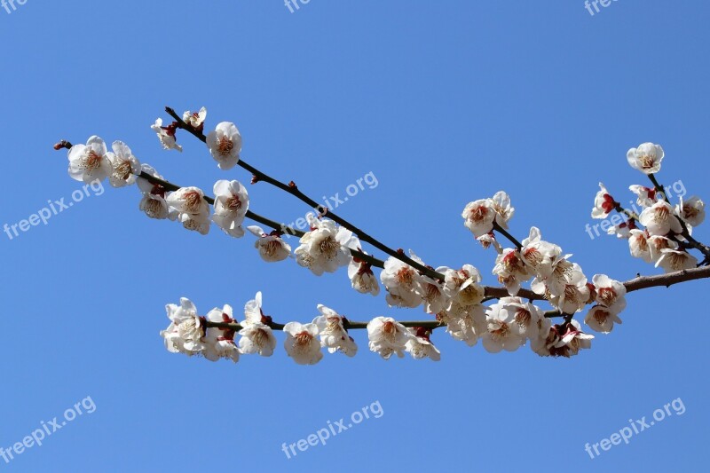 Pear Tree Flowers Spring Nature Wood