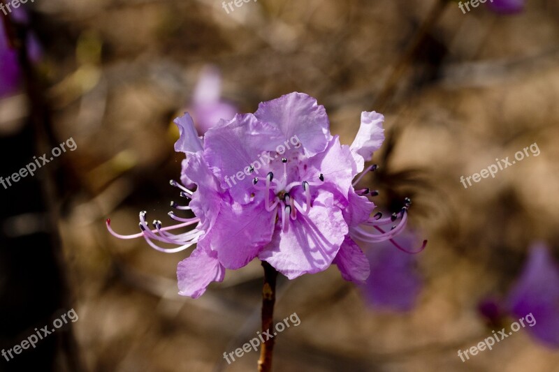 Azalea Spring Flowers Nature Plants