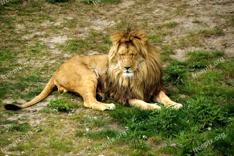 Lion Grass Animal Mammal Nature