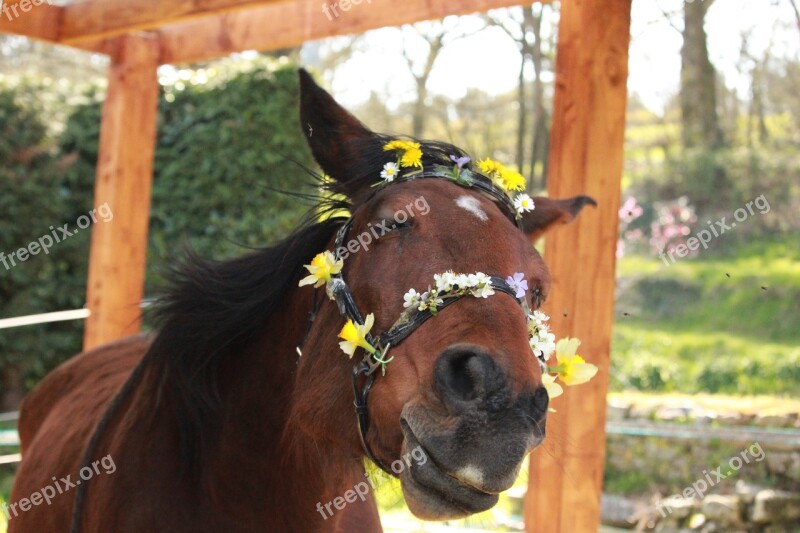 Horse Horses Horse Walker Nature Flower