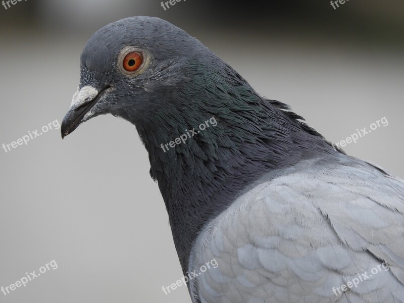 Pigeon Bird Dove Animal Nature